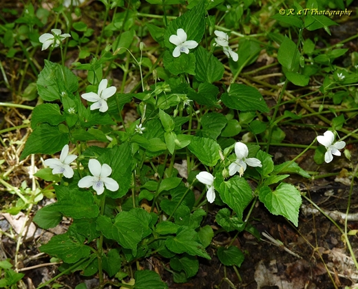 {Viola striata}